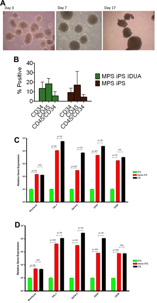 Figure 4. Hematopoietic differentiation of MPS-iPS cells. (A) Embryoid bodies were derived from iPS cells and induced to differentiate into hematopoietic cells. (B) Cells were harvested and assayed for expression of hematopoietic markers CD45 and CD34. No statistically significant differences were found when hematopoietic progeny of the MPS-iPS cells and gene-corrected MPS-iPS (MPS iPS IDUA) cells were compared as determined by CD34 expression (mean ± SEM, 9.2 ± 1.4 vs 13.5 ± 2.5), CD45 expression (17.0 ± 4.5 vs 18.2 ± 2.1), and simultaneous expression of CD34 and CD45 (4.5 ± 0.8 vs 5.7 ± 1.6; all P > .05). These data did not differ significantly from the CD34 and CD45 expression of the hematopoietic progeny of wild-type iPS cells and in iPS cells of any genotype at early (< 20) passage and late (> 20) passage iPS (data not shown). (C) Quantitative PCR analysis of BRACHYURY, TAL-1, GATA-2, CD34, and CD38 expression levels in wild-type iPS cells (IPS, green bars), hematopoietic progeny of wild-type iPS cells (heme IPS, red bars). and CD34+ cord blood cells (CB; black bars). (D) Quantitative PCR analysis of the same gene set in the MPS-iPS cells (IPS, green bars), hematopoietic progeny of gene-corrected MPS- iPS cells (Heme IPS, red bars), and CD34+ CB cells (black bars). Expression of all these genes in iPS cells of both wild-type and mutant genotype (each set arbitrarily to equal 101) was significantly elevated after induction of hematopoietic differentiation mirroring expression of these genes in hematopoietic progenitor cells derived from human CB. All values were normalized against endogenous GAPDH expression. (A) Images were obtained with a Nikon Eclipse TS100 scope, magnification 10×/0.25. Images were taken with a Nikon Coolpix 4300 digital camera with a microscope adaptor from Martin Microscope MMCOOL S/N:1228 Nikon UR-E4. All images were taken at room temperature.