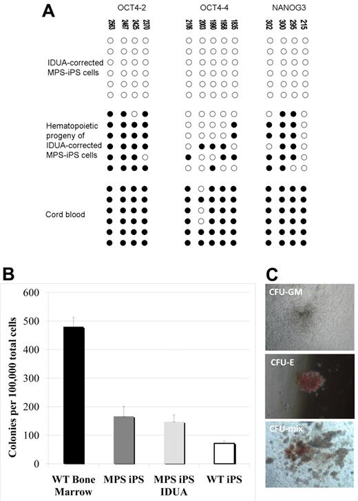 Figure 5. Methylation patterns and hematopoietic phenotypes of gene-corrected MPS-IPS and their hematopoietic progeny. (A) Bisulfite sequencing of the OCT4 and NANOG promoters in gene-corrected KC-derived MPS-iPS cells from P1, their hematopoietic progeny, and human umbilical cord blood cells. Open circles denote unmethylated CpGs, and filled circles represent methylated CpGs. CpG position relative to the downstream transcriptional start site is shown above each column. Sequencing reactions of specific amplicons are represented by each row of circles. (B) When plated in semisolid methylcellulose medium (100 000 total unsorted cells per experiment), colony-forming units (CFUs) formed. CFUs from iPS-derived hematopoietic cells were compared with wild-type bone marrow cells (6 independent experiments were performed, mean ± SEM, 480 ± 32). Wild-type (WT) bone marrow cells formed significantly more colonies than hematopoietic derivatives of WT iPS cells, MPS-iPS cells, and gene-corrected MPS-iPS cells (all P < .01). There was no significant difference, however, among the number of CFUs from uncorrected MPS-iPS–derived hematopoietic cells (MPS iPS, 12 experiments were performed), corrected MPS-iPS–derived hematopoietic cells (MPS iPS IDUA, 10 experiments), and the WT iPS-derived hematopoietic cells (WT iPS, 6 experiments): 166 ± 34 versus 147 ± 24 versus 71 ± 8; all P > .05. (C) The examples of granulocyte/macrophage CFU (CFU-GM), erythroid CFU (CFU-E), and mixed CFU (CFU-mix) are shown. (C) Images were taken with an Olympus CK2 microscope, magnification 4× EA4 0.10 160/−. Images were taken with a Nikon Coolpix 4300 digital camera with a microscope adaptor from Martin Microscope MMCOOL S/N:1228 Nikon UR-E4. All images were taken at room temperature.
