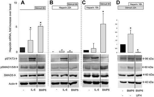 Figure 3. Effect of heparin on hepcidin stimulation by BMP6 and IL-6. (A) HepG2 cells were incubated for 6 hours with 50 ng/mL IL-6 or 10 ng/mL BMP6, and then hepcidin mRNA level evaluated by quantitative RT-PCR in relationship to HPRT1 mRNA. (B) Same as panel A, except that the cell were first incubated for 16 hours with 200 μg/mL LMWH, and then added of the stimuli and grown in the presence of heparin for 6 hours. (C) Same as panel B, except that the cells were washed before addiction of the stimulating factors, and grown for 6 hours in the absence of heparin. (D) The cells were grown for 6 hours in the presence or absence of 10 ng/mL BMP6, then added UFH 4 μg /mL and grown for another 16 hours. The schemes of the experiments are represented above the graphs, where stimuli is the incubation with IL-6 or BMP6, and heparin treatment is with 200 μg/mL LMWH (A-C) or with 4 μg/mL UFH (D). Bottom: Western blotting of phosphorylated STAT3 (pSTAT3), of phosphorylated SMAD1/5/8 (pSMAD1/5/8), total SMAD5 and of β-actin as calibrator representative of each panel A, B, C, and D, respectively. The real-time RT-PCR data are means and SD of 2 independent experiments in triplicate. The asterisks indicate significant difference (P < .05) from the nonstimulated control. Western blots are representative of at least 2 independent experiments. The vertical solid lines separate lanes of the same electrophoresis experiment that were spliced out in the figure preparation to eliminate irrelevant or uninformative lanes.