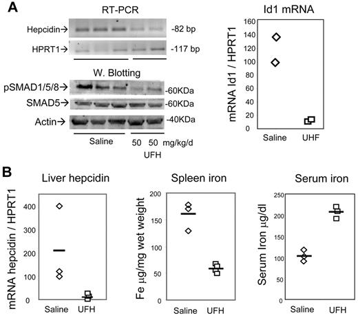 Figure 5. In vivo effect of heparin in mice. (A) Mice were daily treated subcutaneously for 7 days with 50 mg/kg/d UFH and the level of hepatic hepcidin mRNA evaluated by RT-PCR, HRPT1 was used for calibration, the corresponding real-time RT-PCR values were 2% and 2.7% of the control, for the mice treated with 50 mg/kg/d UFH. Bottom: Western blot of the liver homogenates for evaluation of phosphorylated SMAD1/5/8 and of total SMAD5. β-actin was used as load control. The real-time RT-PCR evaluation of Id1 mRNA in the treated mice is shown on the right. (B) Mice were treated subcutaneously for 15 days with the pharmacologic concentration of 2 mg/kg/d UFH or with saline, and liver hepcidin mRNA was evaluated by real-time RT-PCR of in relationship to HPRT1 mRNA. The animals were analyzed for spleen iron and for serum iron concentration. The horizontal bars represent the mean values.