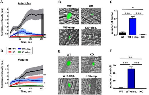 Figure 2. Laser-induced thrombosis in the cremaster muscle microcirculation. Mice were injected with Alexa488-labeled Fab fragments of MWReg30. (A,D) Changes in fluorescence intensity over time measured after laser injury in cremaster muscle arterioles (A) or venules (D) of the following mouse groups: WT (black line), CalDAG-GEFI−/− (KO, red), WT/clopidogrel (WT + clop., blue), CalDAG-GEFI−/− / clopidogrel (KO + clop., green). Results represent the mean fluorescence intensity ± SEM measured in 3 independent experiments (n = 9-27 vessels for each group). Only significant differences (*P < .05; **P < .01; ***P < .001) are shown. (B,E) Representative images taken at t = 150” after laser injury in arterioles (B) and venules (E). See supplemental Videos 5-8 for a better visualization of the differences in thrombus growth and stability observed in the respective study groups. Images were obtained on a Olympus BX61WI microscope (Olympus) with a ×40/0.8 numeric aperture water-immersion objective lens, using Slidebook software (Intelligent-Imaging-Systems). Dotted lines mark the vessel wall. White bar = 100 μm. (C,F) Number of emboli with a diameter of more than 10 μm forming after laser injury in arterioles (C) or venules (F) of WT, WT/clopidogrel, and CalDAG-GEFI−/− mice. n = 7-9. Mean venule diameter: WT: 63.4 ± 8.5 μm; WT + clopidogrel: 69.1 ± 8.8 μm; CalDAG-GEFI−/−: 55.9 ± 6.1 μm; CalDAG-GEFI−/− + clopidogrel: 60.2 ± 4.2 μm; P = nonsignificant (NS) for all comparisons. Mean arteriole diameter: WT: 37.3 ± 3.0 μm; WT + clopidogrel: 33.7 ± 1.7 μm; CalDAG-GEFI−/−: 38.1 ± 2.5 μm; CalDAG-GEFI−/− + clopidogrel: 37.1 ± 1.9 μm; P = NS for all comparisons.