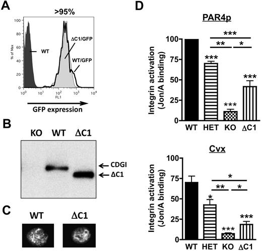 Figure 6. Reduced integrin activation in platelets expressing CalDAG-GEFIΔC1. (A) Representative flow cytometric analysis of the GFP expression in platelets from chimeric mice expressing intact CalDAG-GEFI (WT/GFP, solid black line) or CalDAG-GEFIΔC1 (ΔC1/GFP, light gray shaded area) in comparison to WT control platelets (dark gray shaded area). (B) Western blot analysis of CalDAG-GEFI expression in CalDAG-GEFI−/− (KO), WT, and CalDAG-GEFIΔC1 (ΔC1) platelets. Mutant CalDAG-GEFI was detected at a lower molecular weight due to the deletion of the C1 domain (49 amino acids≈5.5 kDa). (C) Immunofluorescence staining for CalDAG-GEFI in WT and CalDAG-GEFIΔC1 (ΔC1) platelets. Results shown in panels A-C are representative of 3 independent experiments. (D) αIIbβ3 integrin activation (JON/A-PE binding23) was determined in WT (solid bars), CalDAG-GEFI−/− (KO, checkered), CalDAG-GEFIΔC1 (ΔC1, vertically striped), or CalDAG-GEFI+/− (HET, horizontally striped) platelets activated with PAR4 peptide (1mM, top) or convulxin (Cvx, 750 ng/mL, bottom) in the presence of the P2Y12 inhibitor, 2-MesAMP. n = 6, 3 independent experiments.