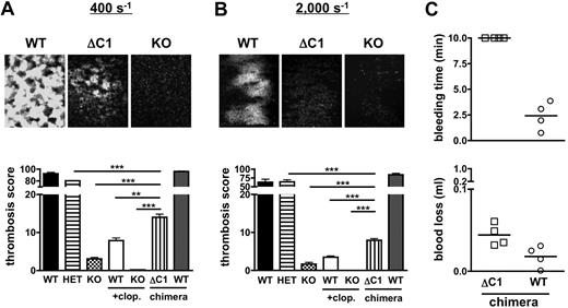 Figure 7. Thrombosis and hemostasis in mice expressing CalDAG-GEFIΔC1 in circulating blood cells. (A-B) Platelet adhesion to collagen at 400 s−1 (A) or 2000 s−1 (B). (Top) Representative images (KO: CalDAG-GEFI−/−, ΔC1: CalDAG-GEFIΔC1). All images were obtained on a Nikon Eclipse Ti-U inverted microscope (Nikon) equipped with a Retiga EXL monochrome camera (QImaging) and the Nikon NIS Elements software (NIS-Elements Advanced Research). (Bottom)Thrombosis score (fluorescence intensity multiplied with area coverage after 5 minutes of perfusion) for the indicated genotypes (WT: wild-type; HET: CalDAG-GEFI+/−; KO: CalDAG-GEFI−/−; ΔC1: CalDAG-GEFIΔC1 chimera). n = 5-6, 3 independent experiments. (C) Bleeding time and blood loss volume determined in WT/GFP (circle) or CalDAG-GEFIΔC1/GFP (ΔC1/GFP, square) chimeric mice.