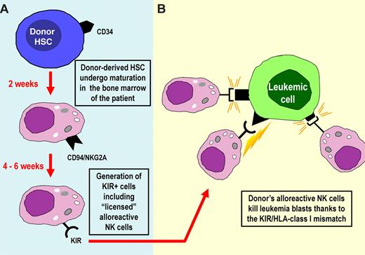 Figure 1. Origin and differentiation of KIR+ alloreactive NK cells in the haplo-HSCT setting. (A) In haplo-HSCT, large numbers of CD34+ isolated from the donor are infused in the patient after the conditioning regimen. NK cells are the first lymphoid cells to appear in peripheral blood shortly after engraftment. The first wave of NK cells expresses the HLA-E-specific CD94-NKG2A inhibitory receptor. Appearance of KIR+ cells in peripheral blood requires 4 to 6 additional weeks. (B) KIR+ NK cells may contain alloreactive NK cells (ie, cells that express KIR specific for HLA ligands not expressed by the recipient). Alloreactive NK cells efficiently kill leukemia blasts. This would mean that they have been “licensed,” even in an allogeneic recipient. This may be explained by the fact that the “megadoses” of donor HSCs infused may build up a BM microenvironment that is largely of donor type.