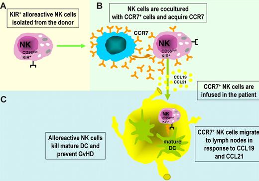 Figure 2. Redirecting KIR+ alloreactive NK cells to lymph nodes to clear recipient DCs and prevent GVHD. (A) KIR+ alloreactive NK cells isolated from an allogeneic donor may be exploited in different adoptive immunotherapy protocols in leukemia patients because of their ability to kill host leukemia cells, DCs, and T cells. Remarkably, attempts to clear recipient DCs to prevent or treat GVHD may be hampered by the fact that KIR+ NK cells do not express CCR7, a chemokine receptor required for response to CCL19 and CCL21 and migration to lymph nodes (particularly rich of mature DCs). (B) Importantly, KIR+ NK cells have been shown to rapidly take up CCR7 on in vitro interaction with CCR7+ cells and acquire the capability of migrating to lymph nodes. (C) As shown in this figure, this property may be exploited to confer alloreactive NK cells the ability of targeting DCs present in secondary lymphoid organs, thus preventing the induction of allogeneic T-cell responses and GVHD.