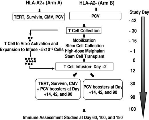 Figure 1. Trial design. CMV indicates cytomegalovirus.