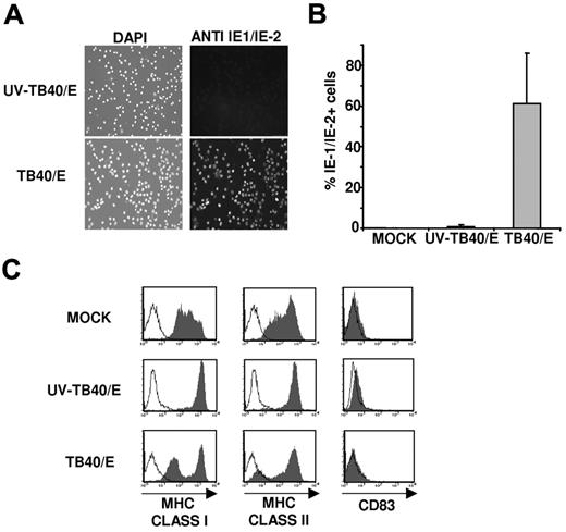 Figure 1. moDCs infected by the endothelial cell adapted TB40/E HCMV strain down-regulate major histocompatibility complex class I and II expression. Immature moDCs were incubated overnight with complete medium (MOCK), HCMV (TB40/E), or UV-inactivated HCMV (UV-TB40/E). (A) Cells were stained at 48 hours after infection with a mouse anti-CMV IE-1/IE-2 monoclonal antibody (right panels, FITC) and 4′,6-diamidino-2-phenylindole nuclear staining (left panel). Images were analyzed as described in “HCMV preparation, sequencing of UL40 gene, and infection of moDCs.” (B) Histograms represent the percentages of IE-1/IE-2+ cells detected in 8 independent experiments (mean ± SD). (C) Flow cytometry performed at 72 hours after infection. moDCs were surface labeled by indirect immunofluorescence with mAbs specific for HLA class I, class II (HLA-DR), or CD83 mAbs (open histograms represent isotype control; and filled histograms, specific staining). Results of a representative experiment (60% IE-1/IE-2+ cells) of 4 performed are shown.