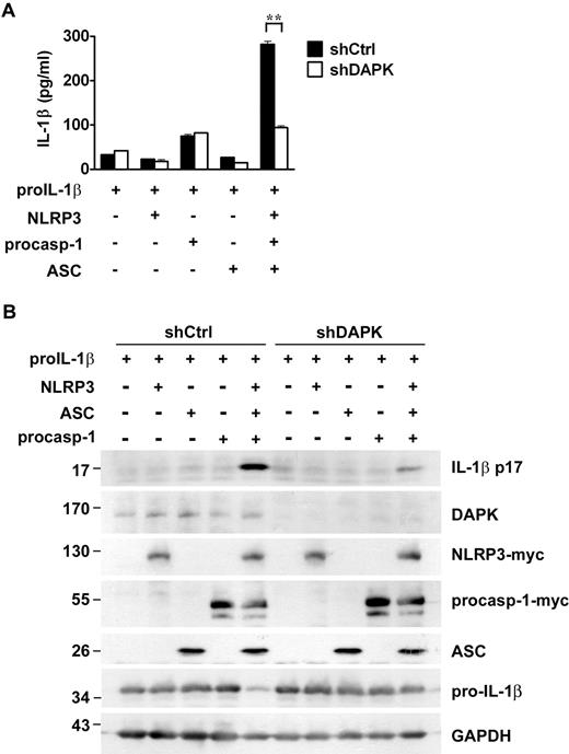 Figure 3. Requirement of DAPK in functional reconstitution of NLRP3 inflammasome. Procession of mature IL-1β by reconstituted inflammasome was impaired in DAPK-knockdown HEK293T cells. The 293T cells were transduced by pLL3.7 with shDAPK or shCtrl. Control or 293T cells with DAPK knockdown were transfected with 200 ng pro-IL-1β, 25 ng NLRP3-myc, 10 ng procaspase-1, or 20 ng ASC-green fluorescent protein, as indicated. Culture supernatant and total cell lysates were prepared 48 hours after transfection. (A) The levels of IL-1β in supernatant were quantitated by ELISA. (B). The expression of DAPK, NLRP3, procaspase-1, and IL-1β in TCL and the protein levels of p17 IL-1β in the lysates were determined as described in Figure 1. **P < .01 for paired t test.
