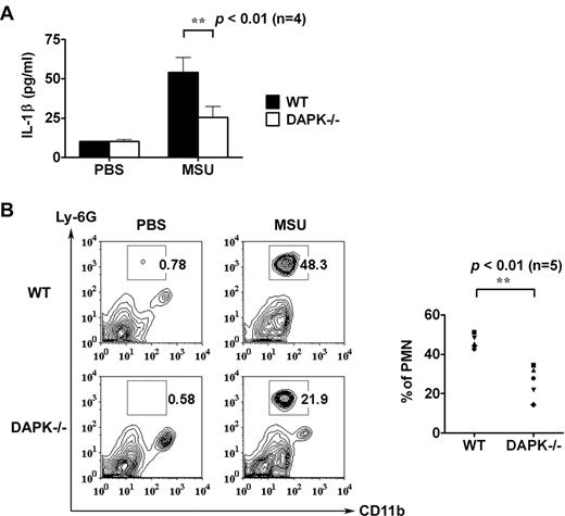 Figure 5. Reduced MSU-triggered peritonitis in DAPK-deficient macrophages. Decreased IL-1β production and neutrophil influx in MSU-treated Dapk−/− mice. Phosphate-buffered saline (0.5 mL) with or without MSU crystals (1 mg) was intraperitoneally administered to control and Dapk−/− mice. (A) Mice were killed 6 hours later, and levels of IL-1β in peritoneal lavage were determined. (B) The population of neutrophils in peritoneal lavage was assessed by staining with anti–Ly-6G and anti-CD11b. Numbers indicate percentage of polymorphonuclear neutrophils (PMN).