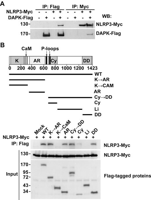 Figure 6. Interaction of DAPK with NLRP3. (A) Interaction between DAPK and NLRP3 in HEK293T cells. The 293T cells were transfected with DAPK-Flag and/or NLRP3-Myc, as indicated, and cell lysates were prepared 48 hours later. Cell lysates were precipitated with anti-Flag or anti-Myc, and the amount of NLRP3-myc and DAPK-Flag in the precipitates determined by immunoblots. (B) Multiple domains of DAPK mediate interaction with NLRP3. Flag-tagged DAPK fragments containing kinase (K), calcium/calmodulin (CaM) regulatory domain, ankyrin repeats (AR), cytoskeleton binding (Cy), linking (Li), and death domain (DD), as indicated, were transfected into 293T cells together with NLRP3-Myc. Cell lysates were prepared 48 hours after transfection. The expression of each DAPK mutant in lysates (Input) was determined by immunoblots. DAPK mutant in lysates were pulled down by anti-Flag (M2) beads, and the associated NLRP3 detected by anti-Myc.