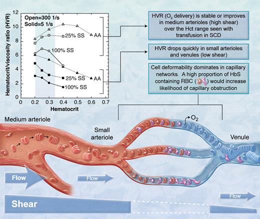 The HbS containing red blood cells (RBC, marked with *) in the mixture of sickle (SS) and normal (AA) red blood cells must transmit the microvasculature into the larger venule before they sickle or they will obstruct flow. Open symbols indicate high shear; closed symbols, low shear.3 (Professional illustration by A. Y. Chen.)