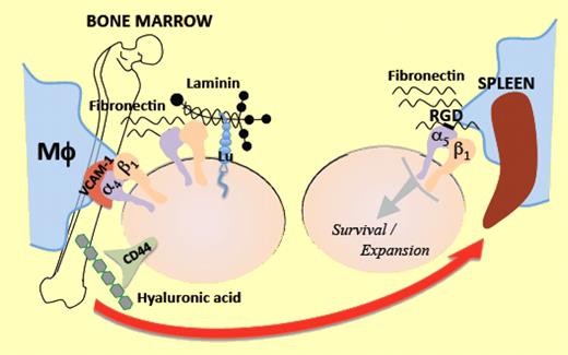 Erythroid progenitors in the bone marrow interact via multiple receptors with multiple ligands on macrophages (Mϕ) and matrix components, within the erythropoietic niche. When they are mobilized under erythropoietic stress toward the spleen, the significance of α5β1 integrin to attain “engraftment,” expansion, and survival becomes prominent.