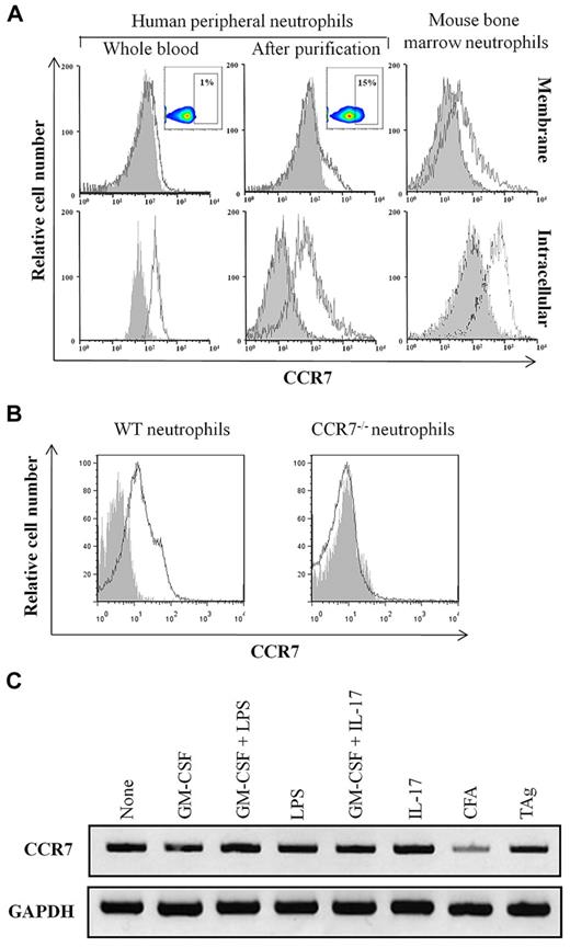 Figure 1. CCR7 is expressed by neutrophils. (A) Membrane CCR7 expression was analyzed in human fresh whole blood neutrophils and in purified human and mouse neutrophils (top histograms). Inserts correspond to dot-plot analysis. Intracellular expression of CCR7 was analyzed in human fresh whole blood and in purified human and mouse neutrophils after permeabilization (bottom histograms). Results are representative of 1 of 5 independent experiments. (B) Bone marrow neutrophils isolated from WT and Ccr7−/− mice were incubated with PE-labeled anti-CCR7 (white histogram) and control mAbs (gray histogram). Results are representative of 1 of 5 experiments. (C) The expression of CCR7 mRNA was analyzed in mature murine bone marrow neutrophils isolated from WT mice. Cells were not stimulated or stimulated for 3 hours by GM-CSF, GM-CSF + LPS, LPS, GM-CSF + IL-17, CFA, and TAg. RNA integrity and cDNA synthesis were verified by amplifying GAPDH. Results are representative of 1 of 3 experiments.