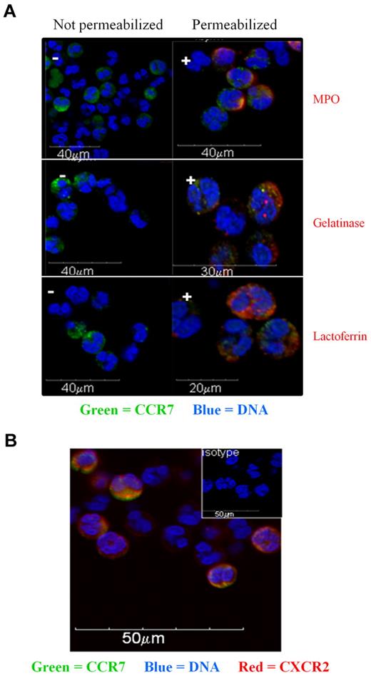 Figure 2. Localization of CCR7 in neutrophils by confocal microscopy. (A) Confocal microscopy analysis of CCR7 in freshly isolated human neutrophils. Cells were not permeabilized (−; left panels) or permeabilized (+; right panels) and stained for CCR7 and MPO, CCR7 and gelatinase, or CCR7 and lactoferrin. Nuclei were stained with DAPI. (B) Neutrophils were fixed and stained for CCR7 (green) and CXCR2 (red) expression. Nuclei were stained with DAPI.