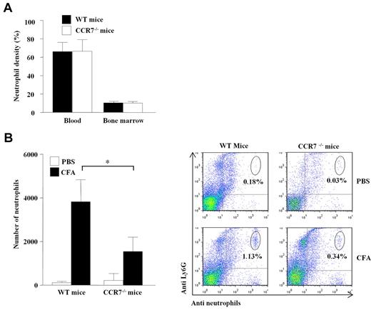 Figure 5. Role of CCR7 in the in vivo migration of neutrophils. (A) The density of neutrophils in blood and bone marrow from WT and Ccr7−/− mice was determined by FACS. Results are expressed as density of neutrophils (mean ± SEM, n = 3). (B) WT and Ccr7−/− mice were injected intradermally with PBS or CFA. The presence of neutrophils in the draining lymph nodes was analyzed 6 hours after injection by FACS using PE-labeled anti-Ly6G and FITC-labeled anti-neutrophil mAbs. Left, results are expressed as the number of neutrophils in the draining lymph nodes (mean ± SEM, n = 5). *P < .05. Right, dot-plot representative of 1 of 5 experiments.