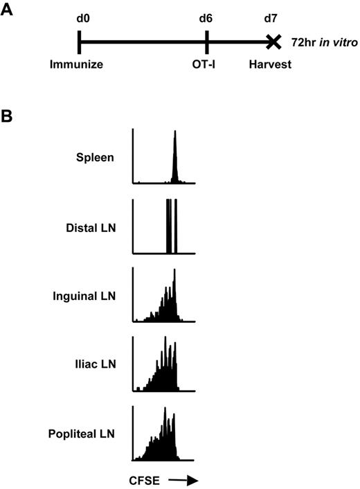 Figure 1. Antigen presentation occurs only in the DLNs after intramuscular rHuAd5 immunization. (A) Experimental design where mice were injected intravenously with 5 × 105 CFSE-labeled OT-I CD8+ T cells 6 days after rHuAd5-SIINFEKL-Luc immunization. Tissues were harvested at day 7, and cells were cultured separately in vitro for 72 hours. (B) CFSE profile of OT-I cells isolated from the spleen, distal LNs (axillary, brachial) or DLNs (inguinal, iliac, popliteal) at 7 days after immunization.