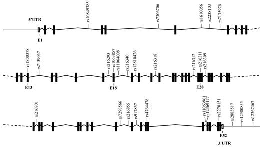 Figure. Schematic representation of the VWF gene and the location of the ht-SNPs. Boxes are exons, and lines connecting boxes are introns. Filled or darkened boxes are coding sequence, whereas empty, unfilled boxes are untranslated region (UTR). E indicates exon.