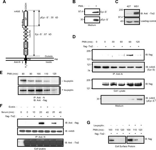 Figure 1. Epithin interacts with Tie2. (A) Domain structure of epithin. The estimated molecular weights of a fragment produced by shedding, Epi-S′ (87 kDa), and a fragment produced by activation, pEpi-S′ (30 kDa), are designated. Regions that are recognized by the anti-N antibody and mAb5 are marked. SP indicates serine protease; TM, transmembrane region; and PM, plasma membrane. (B) The 427.1.86 cells were treated with or without 10μM PMA for 90 minutes. Proteins in the media were precipitated and analyzed by Western blotting with mAb5. (Top panel) The released epithin (Epi-S′). (Bottom panel) The activated epithin (pEpi-S′) after activation site cleavage and reduction of the disulfide bond shown in panel A. (C) The level of endogenous Tie2 in 427.1.86 cells and MS1 cells was analyzed by Western blotting using anti-Tie2 antibody (top panel). A nonspecific band is shown below as a loading control. (D) The 427.1.86 cells were transfected with flag-tagged Tie2. Twenty-four hours after the transfection, cells were deprived of serum for 12 hours and treated with 10μM PMA for the indicated time. Epithin in cell lysates was precipitated by anti-N antibody, and the precipitates were analyzed by Western blotting using anti-flag antibody to detect Tie2 (top panel) and mAb5 for epithin (top middle panel). The Tie2 levels in the cell lysates were analyzed by Western blotting using anti-flag antibody (bottom middle panel). To access amounts of the activated epithin, media from cells in each condition were collected, precipitated, and analyzed by Western blotting using mAb5 (bottom panel). (E) The 427.1.86 cells transfected with flag-tagged Tie2 were treated with PMA alone (top panel) or with both PMA and 20μM leupeptin (bottom panel) for the indicated time, and epithin and Tie2 interaction was analyzed as described in panel D. (F) The 427.1.86 cells transfected with flag-tagged Tie2 were deprived of serum for 12 hours and treated with 10% serum for the indicated time in the presence or absence of 500nM ecotin, a serine protease inhibitor, as indicated. After epithin was immunoprecipitated, the precipitates were analyzed by Western blotting using anti-flag antibody (top panel) and mAb5 (middle panel). The cell lysates were analyzed with Western blotting using anti-Tie2 antibody (bottom panel). (G) The 427.1.86 cells transfected with flag-tagged Tie2 were treated with PMA alone (left) or with PMA and leupeptin (right), and the cell surface proteins were then biotinylated. The resulting biotinylated proteins were pulled down by streptavidin beads and analyzed by Western blot using anti-flag antibody.