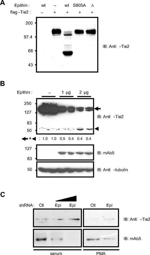 Figure 2. Epithin can degrade Tie2. (A) Wild-type epithin (wt), epithin protease activity dead mutant (S805A), or epithin protease dead isoform (Δ) was cotransfected with flag-Tie2 into HEK293T cells as indicated. Twenty-four hours after transfection, the cells were analyzed by Western blotting using anti-Tie2 antibody (against its cytoplasmic tail). (B) MS1 cells were transfected with the indicated amount of epithin (duplicated), and the protein level of endogenous Tie2 was analyzed by Western blotting using anti-Tie2 antibody (top). The expression levels of epithin (middle) and tubulin (bottom) as a loading control are also shown. The sum of the band intensities of intact Tie2 and truncated Tie2 are shown as relative values. (C) pSUPER-control or pSUPER-epi was transfected into 427.1.86 cells. Twenty-four hours after the transfection, cells were lysed immediately (left) or deprived of serum for 12 hours and treated with PMA for 90 minutes before lysis (right). In each condition, the levels of endogenous Tie2 and epithin were analyzed by Western blotting with anti-Tie2 antibody or mAb5, respectively.