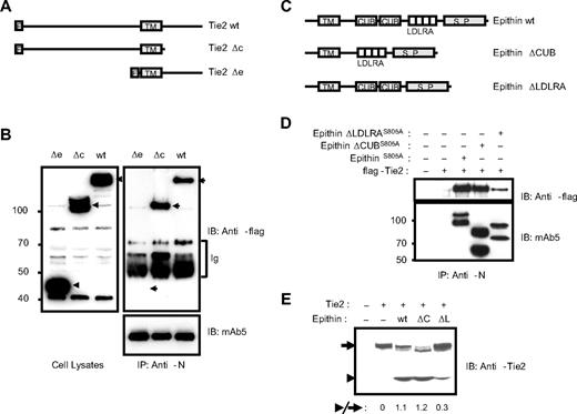 Figure 3. Epithin interacts with Tie2 through its LDLRA domain. (A) Schematic diagram showing Tie2 mutants. wt indicates wild-type; Δc, cytoplasmic domain deleted; Δe, extracellular domain deleted; F, flag tag; and TM, transmembrane region. (B) Wild-type Tie2 and its mutants were transfected into 427.1.86 cells, deprived of serum for 12 hours, and treated with PMA for 90 minutes. The cell lysates (left) and epithin immunoprecipitates using anti-N antibody from the cell lysates (right) were analyzed by Western blotting using anti-flag antibody. The amounts of precipitated epithin were also verified with mAb5. Ig indicates immunoglobulins. (C) Schematic diagram showing epithin deletion mutants. S.P. indicates serine protease domain. (D) EpithinS805A or each deletion mutant bearing the S805A mutation was cotransfected with flag-tagged Tie2 into HEK293T cells. The cell lysates were immunoprecipitated with anti-N antibody and analyzed by Western blotting using anti-flag antibody (top panel) and mAb5 (bottom panel). (E) Flag-tagged Tie2 was cotransfected with wild-type epithin or deletion mutants (ΔC, epithinΔCUB; ΔL, epithinΔLDLRA) into HEK293T cells. The Tie-2 level in each cell lysates was analyzed by Western blotting using anti-Tie2 antibody. The ratios of the truncated Tie2 (arrowhead) to the intact Tie2 (arrow) are indicated.