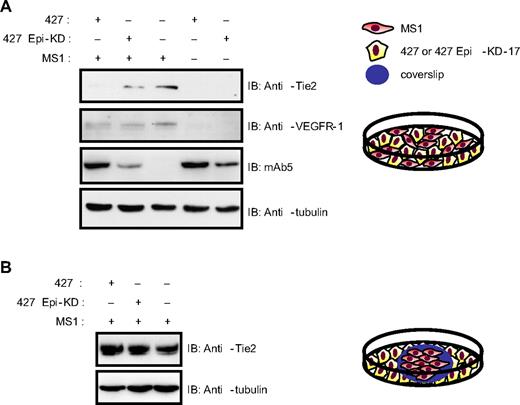 Figure 4. Epithin can degrade Tie2 in a trans fashion. (A) For the coculture of 427.1.86 or 427 Epi-KD cells with MS1 cells (lanes 1 and 2), 2 types of cells were mixed together and cocultured. Eighteen hours after plating, the cells were lysed and analyzed by Western blotting for Tie2, VEGFR-1, epithin, and tubulin. (B) MS1 cells on a gelatin-coated coverslip were transferred into a culture dish containing 427.1.86 or 427 Epi-KD cells and were cocultured for 18 hours. MS1 cells were lysed and analyzed by Western blotting for Tie2 and tubulin. Schematic drawings of each coculture experiment are shown.