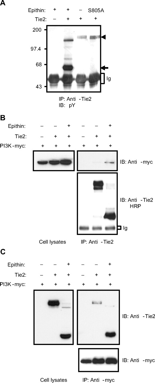 Figure 5. Epithin-induced Tie2 cleavage generates Tie2 signaling. (A) Tie2 was transfected with or without epithin into HEK293T cells. Twenty-four hours after transfection, cells were lysed and immunoprecipitated by anti-Tie2 antibody and blotted with antiphosphotyrosine antibody. The sizes of the intact and truncated Tie2 are indicated with arrowheads and arrows, respectively. (B) HEK293T cells were cotransfected with epithin, Tie2, and myc-tagged p85 subunit of PI3K as indicated. Twenty-four hours after transfection, cells were lysed and immunoprecipitated with anti-Tie2 antibody. The p85 subunit and the Tie2 in the precipitates were analyzed by Western blotting using anti-myc antibody and horseradish peroxidase (HRP)-conjugated anti-Tie2 antibody, respectively (right). The expression level of the p85 subunit in the cell lysates is shown (left). (C) HEK293T cells were transfected and lysed as in panel B, and the lysates were immunoprecipitated by anti-myc antibody. Tie2 and p85 subunits in the precipitated (right) and Tie2 expression (left) were analyzed by Western blotting.