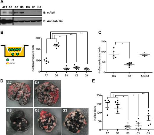 Figure 7. Knockdown of epithin reduces metastatic ability of 4T1 cells. (A) The levels of epithin in 4T1 cell line (4T1) and its derivatives (A7, D5, B3, C5, and G3) were measured by Western blot with antiepithin mAb5 antibody. An equal amount of protein loading was confirmed by antitubulin blot (not shown). (B-C) The number of transmigrated 4T1 cells through MS1-confluent Boyden chamber was counted and plotted. Each dot in the graph represents the number of transmigrated cells in a microscopic field. The add-back clone AB-B3 was generated by stably transfecting pcDNA3.1/Matriptase (human ortholog of mouse epithin) into B3. (D) Each of 4T1 clones was injected into tail veins of 6 Balb/c mice. After 2 weeks, mice were killed and their lungs were stained with Indian ink. Representative lung images of each group are shown. (E) The numbers of tumor nodules on the lungs were counted and plotted. (B-E) Data are mean plus or minus SE. *P < .001. **P < .01.