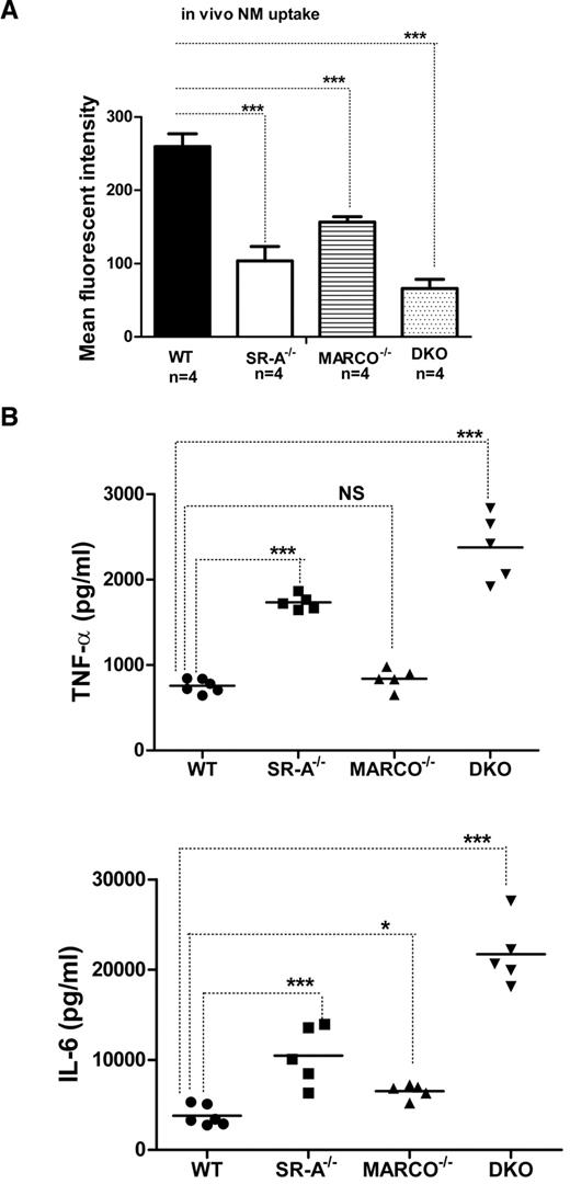 Figure 1. SR-A and MARCO enhance bacterial clearance in vivo and limit NM-TLR4–mediated inflammatory cytokine responses. (A) SR-A−/−, MARCO−/−, and DKO mice show defective bacterial clearance in vivo. 106 CFU of RdGNX-labeled NM was injected into the peritoneal cavity of WT, SR-A−/−, MARCO−/−, and DKO mice. After 45 minutes, peritoneal exudate cells were harvested by lavage and bacterial uptake was analyzed by flow cytometry. (B) SR-A−/−, MARCO−/−, and DKO mice showed enhanced cytokine production following intraperitoneal injection of 105 CFU of inactivated NM. Secretion of TNF-α (top panel) and IL6 (bottom panel) was measured by ELISA in peritoneal lavage fluid 2 hours after NM injection. Data presented are representative of 3 independent experiments. One-way ANOVA with Dunnett multiple comparison test was used to assess statistical significance. *P ≤ .05; ***P < .001