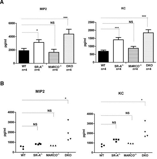 Figure 3. SR-A and MARCO regulate NM-mediated inflammatory chemokine secretion. (A) After NM stimulation, Bg-PM from SR-A−/−, MARCO−/−, and DKO mice (all n = 4) produced enhanced levels of the inflammatory chemokines MIP2 (left panel) and KC (right panel) compared with WT cells. Mouse strains were stimulated with 20 MOI of ethanol-inactivated NM for 16 hours. Levels of MIP2 and KC were measured by ELISA. No chemokine was detected in the untreated groups (data not shown). (B) Enhanced levels of MIP2 (left panel) and KC (right panel) were produced in the peritoneal cavity of SR-A−/−, MARCO, and DKO mice injected intraperitoneally with 105 CFU of inactivated NM or an equal volume of PBS. After 2 hours, animals were killed and peritoneal lavage performed using 1 mL of PBS. Levels of MIP2 and KC were measured by ELISA. No chemokine was detected in vehicle-injected controls in any mouse strain (data not shown). Statistical significance was assessed by 2-way ANOVA with Bonferroni posttest. One-way ANOVA with Dunnett multiple comparison test was used to assess statistical significance. *P ≤ .05; ***P < .001.