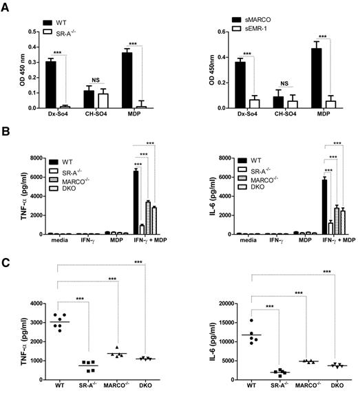 Figure 5. SR-A and MARCO bind MDP and enhance NOD2 response. (A) SR-A (left panel) and MARCO (right panel) bind to various polyanionic ligands. A known ligand (dextran sulfate, Dx-SO4) and a non-ligand (chondroitin sulfate, Ch-SO4) for SR-A and MARCO were used to coat wells of a 96-well plate, along with MDP. SR-A–specific ligand activity was determined by overlaying postnuclear cell lysates from WT and SR-A−/− BMMϕ and detected with specific anti–SR-A monoclonal antibody 2F8. Similarly, recombinant sMARCO and specific anti–MARCO monoclonal antibody ED31 were utilized to identify MARCO specific binding. (B) After MDP stimulation, SR-A−/−, MARCO−/−, and DKO Mϕ produced decreased levels of TNF-α (left panel) and IL6 (right panel) compared with WT cells. IFN-γ–primed Bg-PM from each mouse strain were stimulated with 100 μg/mL of MDP for 16 hours. Levels of TNF-α and IL6 were measured by ELISA. (C) Decreased levels of TNF-α (left panel) and IL6 (right panel) were produced in the peritoneal cavity of SR-A−/−, MARCO, and DKO mice injected intraperitoneally with 100 μg of MDP or an equal volume of PBS. After 2 hours, animals were killed and peritoneal lavage performed using 1 mL of PBS. Levels of TNF-α and IL6 were measured by ELISA. Statistical significance for panels A and B was assessed by 2-way ANOVA with the Bonferroni posttest. One-way ANOVA with Dunnett multiple comparison test was used to assess statistical significance for panel C. ***P < .001