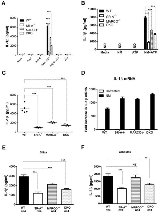 Figure 6. SR-A/MARCO-mediated ligand recognition promotes NALP3-mediated IL1β secretion. WT, SR-A−/−, MARCO−/−, and DKO Mϕ (all n = 4) were stimulated with 100 μg/mL of polyI, polyC (A), or 20 MOI of inactivated NM (B) for 6 hours and then pulsed for 5 minutes with 1mM ATP. After a further 6 hours, supernatants were harvested and the levels of IL1β were measured by ELISA. (C) WT, SR-A−/−, MARCO−/−, and DKO mice were challenged intraperitoneally with 105 CFU of inactivated NM, followed by a short ATP pulse 2 hours later. Levels of IL1β in peritoneal lavage fluid were measured by ELISA and compared among strains. (D) -Fold changes in IL1β mRNA expression are shown after stimulating Bg-PM from WT, SR-A−/− and MARCO−/−, and DKO mice with 20 MOI of NM for 4 hours. Each treatment condition was analyzed in triplicate and data are representative of 3 independent experiments. (E) Bg-PM from WT, SR-A, and MARCO, DKO mice were primed with 20 MOI of inactivated NM, washed to remove excess bacteria, and then further stimulated overnight with either 250μg/mL of silica or asbestos. IL1β levels were measured by ELISA. NM, silica, and asbestos alone did not induce any secreted IL1β (data not shown). Each treatment condition was measured in triplicate and data presented are representative of 3 independent experiments. Statistical significance for panels A, B, and E was assessed by 2-way ANOVA with Bonferroni posttest. One-way ANOVA with Dunnett multiple comparison test was used to assess statistical significance for panel C. *P ≤ .05; ***P < .001.