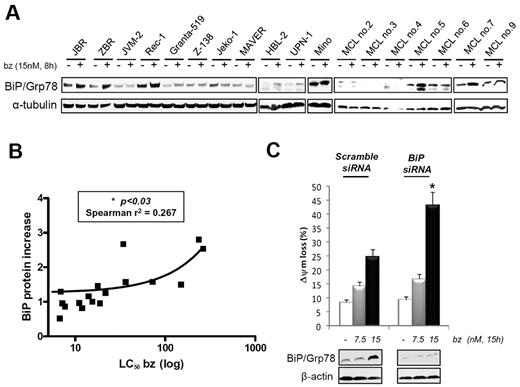 Figure 2. Correlation between BiP/Grp78 levels and MCL sensitivity to bortezomib. (A) BiP/Grp78 protein accumulation after bortezomib treatment was analyzed by Western blot in a panel of 11 MCL cell lines and 7 MCL primary cultures. (B) Relative protein quantification of BiP/Grp78 levels in treated versus control extracts was performed with the use of Image Gauge Fujifilm software and α-tubulin levels for loading normalization. Values were plotted against the respective bortezomib LC50 of each MCL sample (Tables 1 and 2). (C) BiP/Grp78 siRNA and nonsilencing siRNA were transferred to JBR cells by electroporation, and transfected cells were treated with 7.5 or 15nM bortezomib for 15 hours. Viability was assessed by flow cytometry determination of mitochondrial transmembrane potential (ΔΨm) loss, and BiP/Grp78 protein levels were evaluated by Western blot. The results shown are the mean of 2 different experiments (*P < .05).