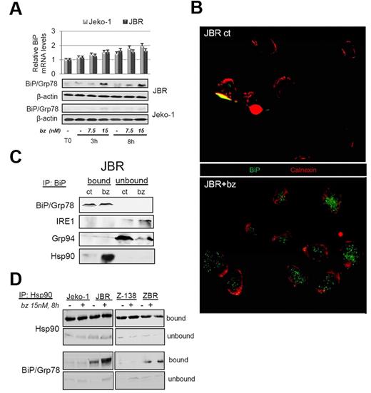 Figure 3. BiP/Grp78 stabilization on bortezomib treatment is ensured at a posttranscriptional level by increased chaperoning activity of Hsp90. (A) Jeko-1 and JBR cells were treated with 7.5 or 15nM bortezomib (bz). RNA and protein were isolated after 3 and 8 hours of incubation. BIP mRNA levels were quantified by reverse transcription–PCR. BiP/Grp78 protein levels were evaluated by Western blotting with the use of β-actin as equal loading control. (B) Microphotographs of BiP/Grp78 (green) and calnexin (red) labeling in JBR cells either untreated (ct) or treated for 8 hours with 15nM bortezomib. (C) JBR cells were treated as in panel B, and BiP immunoprecipitation was performed as described in “Methods.” Bound and unbound fractions were analyzed by Western blotting for the presence of BiP/Grp78, IRE-1, Grp94, and the cytosolic-activated Hsp90. (D) Jeko-1, JBR, Z-138, and ZBR cells were treated as indicated, and Hsp90/BiP complexes were analyzed as previously described by coimmunoprecipitation, followed by Western blot analysis of both factors.