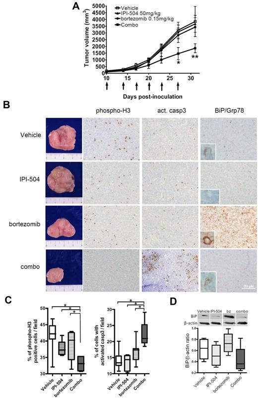 Figure 5. IPI-504 plus bortezomib synergistically inhibits the growth of bortezomib-resistant tumors in severe combined immunodeficient mice. (A) JBR cells (107 cells per mouse) were subcutaneously inoculated into the right flank of CB17–severe combined immunodeficient mice. Tumor-bearing mice received intraperitoneal injections of 50 mg/kg IPI-504 or 0.15 mg/kg bortezomib or both (n = 6), or equal volume of vehicle (n = 9), twice a week for ≤ 3 weeks. Arrows indicate the days of injection and tumor size recording (*P < .05, **P < .01). (B) Immunohistochemical staining of consecutive sections from tumor mass of representative specimen (magnification ×200). Specific anti–human antibodies were used to stain phospho-histone H3, activated caspase-3, and BiP/Grp78 in the whole tumor samples from each treated group. (C) Three representative fields from each phospho-Histone H3 and activated (act.) caspase-3 tumor staining were recounted for the presence of positive cells, and the mean percentages of positive cells in each treated group were compared (*P < .05). (D) BiP/Grp78 levels were evaluated by Western blot analysis of BiP/Grp78 expression and densitometric quantification of BiP/β-actin ratio in 3 representative specimens per tumor group. Shown are immunoblots from 4 representative tumor samples.