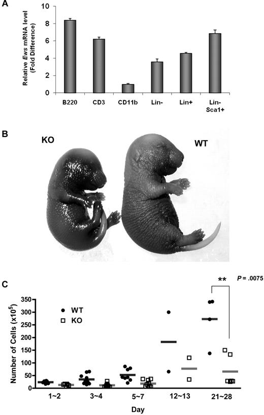 Figure 1. Ews deletion accelerates cellular senescence from prenatal stages and leads to a significant decrease in BM cellularity. (A) The mononuclear cells from normal adult mice were sorted based on lineage marker expression. Antibodies to B220, CD3, and CD11b were used to enrich B (from spleen), T (from thymus), and myeloid (from BM) lineages, respectively. Lineage-negative (Lin−) and positive (Lin+) BM cells were enriched by magnetic separation. Lin− cells were further fractionated on the basis of Sca1 expression (Lin− Sca1+). The purity of the sorted populations was > 92%. Quantitative RT-PCR was performed as described in “Quantitative real-time PCR.” Expression was normalized to the endogenous Gapdh. The fold difference in expression of Ews was calculated using the ΔΔCt method. CD11b+ cells, where the lowest Ews expression was detected, was set arbitrarily as 1.0. Data are presented as mean values ± SD. (B) Embryos (E16.5-E18.5) were collected from pregnant dams and stained for SA-β-gal. Pictures show representative embryos from 3 additional independent experiments. (C) BM cells from Ews+/+ and Ews−/− mice were harvested during the postnatal period. Total nucleated BM cellularity was determined by hemocytometer counting from birth through postnatal day (PND) 28. **P = .0075 by 2-tailed Student t test.