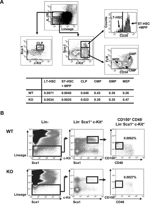 Figure 2. Analysis of hematopoietic stem and progenitor cell populations in Ews KO and WT mice. (A) Top panel: schematic diagram of gating strategy; freshly isolated BM cells from Ews−/− and WT littermate control (Ews+/+) mice were stained with the indicated antibodies and analyzed by flow cytometry. LT-HSC indicates long-term hematopoietic stem cell (defined as Lin−Sca1+ c-Kit+ and CD34−); and ST-HSC + MPP, short-term hematopoietic stem cell including multipotent progenitors (defined as Lin−Sca1+c-Kit+ and CD34+). CLP indicates common lymphoid progenitors; CMP, common myeloid progenitors; GMP, granulocyte-monocyte progenitors; and MEP, megakaryocyte-erythroid precursor. Bottom panel: the percentage of cells in each group is summarized in the accompanying table. At least 3 pairs of Ews−/− mice and WT littermate control mice from different dams were analyzed. A representative plot is shown. (B) BM cells from Ews+/+ (WT) and Ews−/− (KO) were sequentially gated as shown to quantify CD150+CD48−Lin−Sca1+c-Kit+ cells. Numbers represent the percentages of CD150+CD48−Lin−Sca1+c-Kit+ cells in the gated populations. At least 3 pairs of Ews−/− mice and WT littermate control mice from different dams were analyzed. A representative plot is shown.