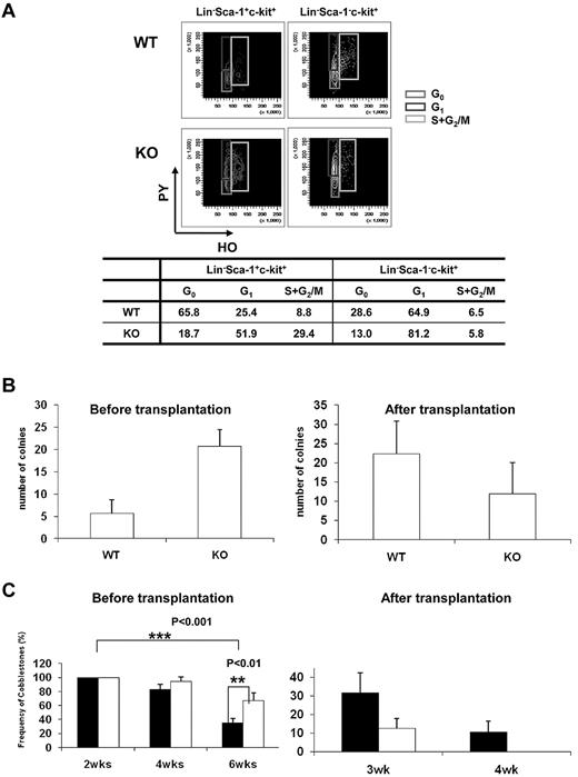 Figure 3. Ews deletion drives cell-cycle progression in hematopoietic stem and progenitor cell populations and modulates progenitor cell activity. (A) Flow cytometric analysis of PY (Pyronin-Y) and HO (Hoechst 33342) staining of Lin−Sca1+c-Kit+ and Lin−Sca1−c-Kit+ cells from Ews KO and WT littermate controls. The percentage of cells in each phase of the cell cycle is summarized in the accompanying table. Data shown are representative of 2 independent experiments. (B) CFU-S assay. At day 12, spleens were removed and fixed in Bouin fixative and CFU-S colonies were counted. The CFU-S activity of Ews−/− (KO) and Ews+/+ littermate control (WT) BM cells was assessed before transplantation and after 2 rounds of transplantation (after transplantation). Of note, when Ews−/− BM cells were subjected to transplantation, their CFU-S activity was markedly decreased and showed a lower CFU-S activity compared with that of WT. Data are presented as mean values ± SD. (C) CAFC assay. The CAFC activity of Ews−/− (KO; white bar) and Ews+/+ littermate control (WT; black bar) BM cells was assessed before transplantation and after 2 rounds of transplantation (after transplantation). Of note, Ews−/− BM cells did not have measurable week-4 CAFC activity after BM transplantation, which is indicative of progenitor cell exhaustion. A total of 48 replicate wells were prepared per dilution and evaluated. Any well that had a colony of more than 6 cobblestone cells growing underneath the stromal cell layer was scored as positive. The y-axis denotes the percentage (%) of positive wells. Data are presented as mean ± SD. *Statistically significant difference (2-tailed Student t test, n > 4).