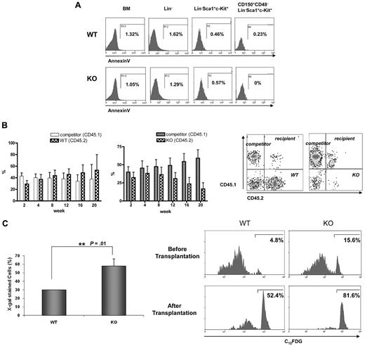 Figure 4. Progressive loss of competitive repopulating activity is accompanied by an increase in SA-β-gal expression in hematopoietic stem progenitor cells. (A) BM cells derived from Ews−/− and WT littermates were stained as described in Methods for Lin−, LSK, and CD150+CD48− LSK populations and subsequently analyzed for apoptotic cell death. The percentages of Annexin V-positive cells are indicated. (B) Top panel: BM cells from Ews−/− mice (KO, CD45.2; right panel) and their Ews+/+ littermates (WT, CD45.2; left panel) were mixed with an equal number of competitor cells (CD45.1) and transplanted into lethally irradiated recipient (CD45.1.2) mice. Peripheral blood from the transplanted recipients was analyzed for CD45.1/CD45.2 expression by flow cytometry every 4 weeks after transplantation. Bottom panel: representative FACS profile showing donor (Ews−/−, CD45.2) and competitor (CD45.1) contributions at 20 weeks after transplantation in the peripheral blood of recipients. (C) Top panel: recipient mice were killed 20 weeks after transplant. Ews+/+- and Ews−/−-derived LSK cells were stained for SA-β-gal activity. At least 30 cells from 3 random fields were counted in each experiment and the percentage of SA-β-gal–positive cells is shown on the y-axis. *Statistically significant difference (2-tailed Student t test, n = 2, P = .01). Bottom panel: flow cytometric analysis of Ews−/− and WT littermate-derived LSK cells for the expression of SA-β-gal before and after transplantation. The cells were stained with a fluorescent β-galactosidase substrate (C12FDG) and analyzed by flow cytometry.