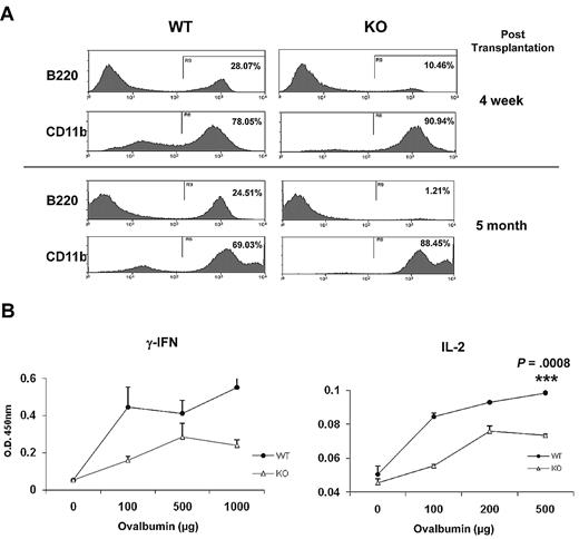 Figure 5. Immunosenescence phenotypes in Ews−/− mice. (A) Peripheral blood leukocytes from Ews+/+ and Ews−/− recipients were stained with anti-B220 and anti-CD11b antibodies at 4 weeks (top panel) and 5 months (bottom panel) after transplant. (B) One week after immunization with TNP-Ovalbumin, spleen cells were prepared from Ews+/+ and Ews−/− mice, and then challenged with different concentrations of ovalbumin as indicated. Concentrations of the indicated cytokines were determined by enzyme-linked immunosorbent assay. The means were derived from 3 independent experiments: 2-tailed Student t test, n = 3, ***P = .0008.