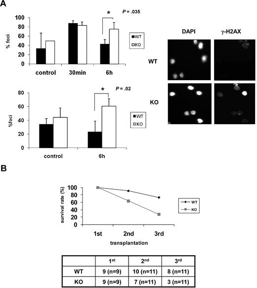 Figure 6. Ews−/− cells display impaired DNA repair capacity and show a diminished capacity to sustain survival of lethally irradiated animals in serial transplantation. (A) BM mononuclear cells (top panel) and Lin− cells (bottom panel) from Ews+/+ and Ews−/− mice were irradiated (2 Gy) in vitro. Cells were collected at the indicated times after IR and stained with anti–γ-H2AX antibodies. The nuclei of cells were visualized with DAPI staining (right panel). The cells containing distinct γ-H2AX foci were counted as positive and reported as a percentage of the total cells counted. The number of γ-H2AX–positive cells were counted from 3 different fields by 2 independent and blinded individuals and plotted with ± SD. An asterisk indicates a statistically significant difference. (2-tailed Student t test, n = 3, *P = .035 and *P = .02). A representative image of γ-H2AX immunofluorescence of Lin− cells is shown in the right panel. (B) BM cells (5 × 106) from Ews+/+ and Ews−/− mice were transplanted into lethally irradiated recipient mice. Two months after transplantation, 5 × 106 BM cells derived from these primary recipient mice were pooled and transplanted into secondary recipients, and the same procedure was repeated in tertiary transplantations. The accompanying table indicates the number of surviving recipient mice. Numbers in parentheses denote the numbers of recipient mice used for each group.