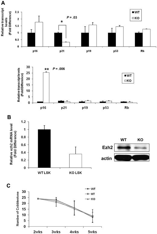 Figure 7. Comparative analysis of senescence-associated genes and a limited role of Ews in stromal cells' capacity to support hematopoiesis. (A) Top panel: total RNA was prepared from freshly isolated Ews+/+ and Ews−/− Lin− BM cells and then subjected to quantitative PCR analysis. Bottom panel: 5 × 105 BM cells from Ews−/− mice and WT littermates were transplanted into irradiated recipients. Two months after transplantation, LSK cells derived from WT or KO donors in the recipients were sorted and subjected to quantitative PCR analysis. The expression level in WT cells was arbitrarily set to 1. The fold change in expression of each gene was calculated using the ΔΔCt method. An asterisk indicates a statistically significant difference (2-tailed Student t test; *P = .03; **P = .006). (B) Left panel: LSK cells were sorted from Ews−/− and WT littermates and then subjected to quantitative PCR analysis. The expression level in WT cells was arbitrarily set to 1. Right panel: immunoblot analysis of endogenous Ezh2 protein expression in E14.5 fetal liver cell extracts from Ews−/− and WT littermates. (C) Primary BM stromal cells were prepared from Ews+/+ (WT), Ews+/− (HT) and Ews−/− (KO) littermates. Normal BM cells were seeded onto the stroma cells. The CAFC assay was performed as described in “CFC and CAFC assays.”