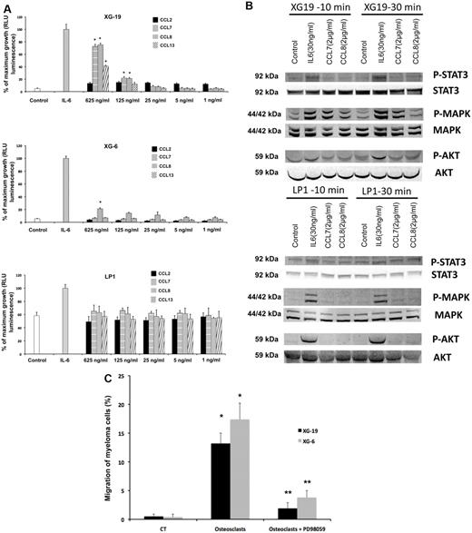 Figure 3. CCL7, CCL8, and CCL13 support the growth of CCR2+ HMCLs. (A) XG-19, LP1, and XG-6 were IL-6 starved for 3 hours and cultured either with no cytokine, or in the presence of IL-6 (3 ng/mL) or in the presence of increasing concentrations of CCL2, CCL7, CCL8, or CCL13. Results are the mean plus or minus SD values of the RLU fluorescence determined on sextuplet culture wells. Results are those of one experiment representative of 5. *Mean value is significantly different from that obtained without adding cytokine using a Student t test (P ≤ .05). (B) XG-19 or LP1 cells were starved overnight and cultured without cytokine, or with IL-6 (30 ng/mL), CCL7 (2 μg/mL), or CCL8 (2 μg/mL) for 10 and 30 minutes at 37°C. Cell lysates were probed by Western blotting with antibodies against phospho-STAT3 (pSTAT3), phospho-ERK1/2 (pMAPK), and phospho-AKT (pAKT). Blots were reprobed with antibodies to STAT3, MAPK, and AKT proteins to quantitate protein loading. Western blots are of one experiment representative of 3. (C) The chemoattractant activity of osteoclasts to XG-19 or XG-6 myeloma cells was assayed with or without a MAPK inhibitor (PD98059). Data are the fraction of primary MMC in the upper chamber of the transwell that could migrate to the lower chamber and are mean values of 3 experiments. *Significant increase in MMC migration in MMC/osteoclast cocultures compared with MMC alone using a paired Student t test (P ≤ .05). **Significant decrease of MMC migration in MMC/osteoclast cocultures with PD98059 (10μM) compared with MMC/osteoclast cocultures using a paired Student t test (P ≤ .05).