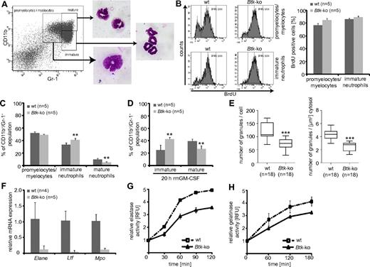 Figure 4. Impaired maturation of Btk-deficient bone marrow derived neutrophils. (A) The maturation status of granulocytes in the bone marrow can be distinguished by the expression of CD11b and Gr-1. To prove the settings, gated cells were sorted and Pappenheim-staining on cytospins were performed. (B) Mice were treated with BrdU for 4 days and the Gr-1+ subpopulations, according to panel A, were analyzed for BrdU incorporation. (C) The granulocyte maturation phenotype of wild-type (wt) or Btk-deficient (Btk-ko) mice was analyzed on freshly isolated and erythrocytes-depleted bone marrow cells or (D) on for 20 hours in the presence of GM-CSF-matured bone marrow-derived neutrophils. The degree of maturation was defined as depicted in panel A. The percentage of immature and mature neutrophils relative to the overall CD11b+/Gr-1+ population is shown. (E) Wild-type and Btk-deficient bone marrow-derived granulocytes were analyzed by electron microscopy. Granules were counted per cell and per μm2 cytosol using ImageJ software. (F) The expression of granule proteins was analyzed by quantitative PCR (Elane = neutrophils elastase, Ltf = lactotransferrin precursor, Mpo = myeloperoxidase) relative to the expression of β-actin (Actb). The release of elastase (G) or gelatinase (H) upon IC-induced degranulation of wild-type or Btk-deficient granulocytes is presented. Data presented are the mean values (± SD). **P ≤ 0.005; ***P ≤ 0.0005. n represents the number of biological replicates.