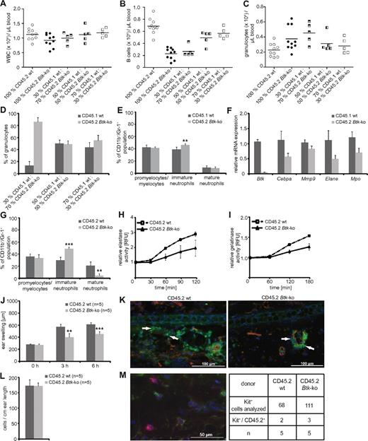 Figure 6. The maturation and functional defects of Btk-deficient neutrophils are neutrophil-intrinsic. Chimeric mice were generated by transplanting either CD45.2+ wild-type or Btk-deficient bone marrow into CD45.1+ lethally irradiated mice. Alternatively, CD45.1+ lethally irradiated mice received a mixture of CD45.1+ wild-type and CD45.2+ Btk-deficient bone marrow in different ratios. (A-C) Blood analyses were performed 4 weeks after transplantation. The bone marrow of CD45.1/CD45.2 chimeras was analyzed 6 weeks after transplantation for (D) the reconstitution of the neutrophil compartment and (E) the maturation status of the CD11b/Gr-1 population. CD45.1+ wild-type or CD45.2+ Btk-deficient granulocytes were sorted out of the bone marrow of chimeric mice and analyzed for the expression of Btk as a control and for C/EBPα (Cebpa), gelatinase (Mmp9), elastase (Elane), and myeloperoxidase (Mpo) by quantitative PCR (F). Granulocytes obtained from CD45.1+ lethally irradiated mice that received bone marrow from CD45.2+ wild-type (wt) or Btk-deficient (Btk-ko) mice were analyzed for (G) the maturation status of the CD11b/Gr-1 population, as well as the release of elastase (H) or gelatinase (I) in an immune-complex/Fc-mediated degranulation assay. CD45.1+ lethally irradiated mice that received bone marrow from CD45.2+ wild-type (wt) or Btk-deficient mice (Btk-ko) were investigated in the IC-mediated Arthus reaction (J) for ear swelling as a sign of tissue damage and edema formation. Treated ears were harvested 8 hours after eliciting the immune response and analyzed by immunofluorescence (K); red = CD31; green = Gr-1, arrowheads; blue = DAPI. (L) In parallel, one-half of the treated ears were analyzed by toluidin-staining for the presence of mast cells. (M) To determine the origin of mast cells, ear slides were analyzed by anti-CD45.2 (green; corresponds to donor cells), anti-Kit (red), and DAPI (blue). A representative image taken from an ear of a lethally irradiated CD45.1+ mouse that received CD45.2+ Btk-deficient bone marrow cells is presented. n represents the number of biological replicates.