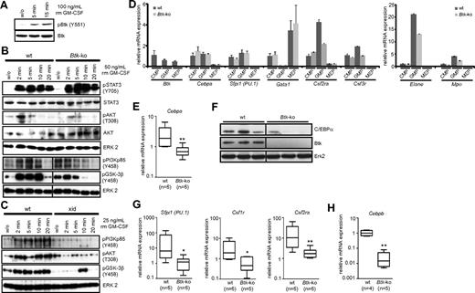 Figure 7. Btk is involved in GM-CSF–mediated signaling and is necessary for the sufficient expression of transcription factors important for efficient granulopoiesis. (A) MACS-sorted CD11b+ cells from the bone marrow of wild-type (wt) mice were treated for the indicated time with GM-CSF. Cells were lysed and analyzed by immunoblotting for the phosphorylation of Btk at Y551 (Btk pY551). The membrane was then stripped and analyzed for the amount of total Btk protein loaded onto the gel (Btk). (B-C) Erythrocytes-depleted bone marrow cells of wild-type (wt) or Btk-deficient (Btk-ko) mice or Xid mice (xid) were treated for the indicated time with GM-CSF. Cells were lysed and analyzed by immunoblotting for the phosphorylation of Stat3 (pStat3), Akt (pAkt), PI3K (pPI3Kp85), and GSK-3β (pGSK-3β), as well as for the total amounts of Stat3, Akt, and Erk2 proteins used for analyses. (D) CMP, GMP, and MEP were isolated from the bone marrow of wild-type (wt) and Btk-deficient (Btk-ko) mice by FACS. RNA was prepared and analyzed for the mRNA expression of Btk (Btk), C/EBPα (Cebpa), PU.1 (Sfpi1), GATA1 (Gata1), and target genes like GM-CSF-Rα (Csf2ra), G-CSF-R (Csf3r), elastase (Elane), and myeloperoxidase (Mpo) by real-time PCR relative to the expression of Hprt. (E) Total bone marrow cells were isolated from wild-type (wt) and Btk-deficient (Btk-ko) mice. RNA was prepared and analyzed for the mRNA expression of C/EBPα (Cebpa) relative to the expression of Gapdh. (F) Bone marrow cells of wild-type and Btk-deficient mice were lysed and analyzed for the expression of C/EBPα. As a control for the genotype of mice used, a Western blot was performed using an anti-Btk antibody. Probing of the membrane with an anti Erk2-antibody served as loading control. (G) Total bone marrow cells were isolated from wild-type (wt) and Btk-deficient (Btk-ko) mice. RNA was prepared and analyzed for the mRNA expression of PU.1 (Sfpi1), M-CSF-R (Csf1r), and GM-CSF-Rα (Csf2ra) relative to the expression of Gapdh. (H) Bone marrow-derived neutrophils were isolated from wild-type (wt) and Btk-deficient (Btk-ko) mice and analyzed for the expression of C/EBPβ (Cebpb) relative to the expression of β-actin (Actb). Data presented are mean values (± SD). *P ≤ 0.05, **P ≤ 0.005. n represents the number of biological replicates. (B,F) Vertical lines have been inserted to indicate a repositioned gel lane.