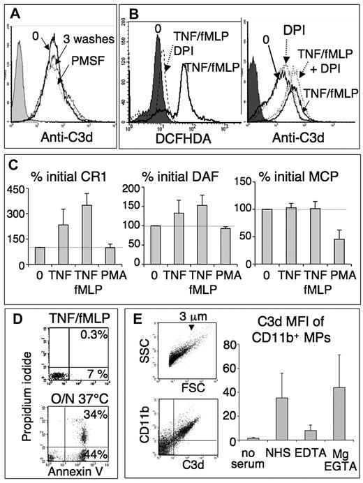 Figure 3. Complement activation by neutrophils is not related to apoptosis, serine proteases, oxidants, or a down-regulation of complement control proteins. (A) Anti-C3d histogram of TNF/fMLP-activated PMNs, unwashed (0), washed 3 times, or treated with 1mM phenylmethylsulfonylfluoride for 10 minutes and washed, before the incubation with serum one-third as in Figure 2A. (B) DCFHDA and anti-C3d histograms of a representative experiment (of 3), in which 2 × 106/mL PMNs were preincubated for 1 hour with shaking and in HBSS+BSA without Mg, to avoid cell adhesion, without or with 10μM DPI (dotted lines). Mg (1mM) was then added, and cells were activated, incubated in serum, and labeled with anti-C3d as in Figure 2A. To measure the oxidative response, PMNs with or without DPI were treated for 10 minutes with 5μM DCFHDA before cell activation and immediately analyzed, without addition of serum. The shaded peaks represent nonactivated PMNs (0) in the left panel and the control IgG1 isotype in the right panel. (C) Neutrophils, activated as in Figure 2A, were labeled, without addition of plasma, with FITC- or PE-labeled anti-CR1, -DAF, and -MPC mAbs and analyzed by flow cytometry. Results are mean plus or minus SD of MFI normalized with the expression of unactivated PMNs (100%, dotted line). (D) FL1/FL2 dot blots of PMNs activated as in Figure 2A, washed and incubated for 10 minutes in annexin-binding buffer with annexin-FITC and 10 μg/mL propidium iodide, and analyzed by flow cytometry. Apoptotic neutrophils, resulting from a 20-hour incubation at 37°C, were used as positive control. (E) Neutrophil-derived microparticles activate the complement AP. Neutrophils were activated with TNF/fMLP as in Figure 2A and microparticles collected from their supernatant (“Microparticle recovery and labeling”). They were incubated in AB-serum (NHS) one-third, without or with 20mM EDTA or 16.7mM EGTA and 1.6mM Mg and double labeled with anti-CD11b-FITC and biotinylated anti-C3d, followed by streptavidin-PE. The FSC/SSC dot blot shows microparticles (left panel), which are mostly less than or equal to 3 μm.8 Fluorescent dot-blots obtained with microparticles in NHS show that most neutrophil-derived, CD11b-positive microparticles are strongly C3d-positive (middle panel, upper right quadrant). The right panel shows the mean plus or minus SD of C3d MFI of CD11b/C3d-positive microparticles released in the various conditions (n = 3).