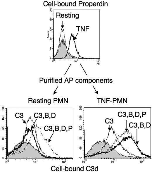 Figure 6. C3-convertase formation from purified AP components, on the surface of neutrophils. PMNs (2 × 106/mL in HBSS2+) in BSA-coated tubes were either kept in buffer (resting) or activated for 30 minutes with 10 ng/mL TNF-α at 37°C (TNF) and a sample used to measure cell-bound properdin by flow cytometry (upper panel). PMNs were then washed with HBSS− and resuspended at 2 × 106/mL in HBSS, with a final 2mM concentration of Ca2+ and Mg2+, containing 330 μg/mL pure C3 either alone (C3, thin line) or with factor B 100 μg/mL and factor D 1 μg/mL (C3,B,D dark line) or with factors B and D and properdin 2 μg/mL (C3,B,D,P dotted line), for 30 minutes at 37°C. The negative control was given by a sample of PMNs incubated for 30 minutes in one-third NHS-ethylenediaminetetraacetic acid (gray peak). Cells were then washed and cell-bound C3 measured by flow cytometry. The right shifts from the gray peak background position represent the binding of C3 to neutrophils in each sample. Flow cytometry histograms of one representative experiment, of 3 similar ones, are shown.