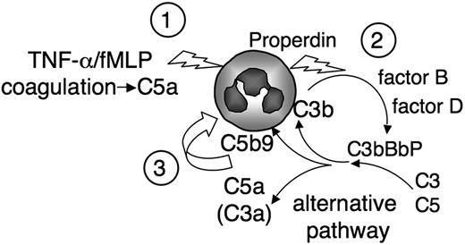 Figure 7. Schematic view of complement neutrophil activation amplification loop. Neutrophils stimulated by suboptimal doses of cytokine or coagulation-derived factors, possibly via the release of C5a, (1) secrete properdin, which triggers the complement AP on the neutrophil membrane. (2) This further activates neutrophils and enhances cell responses, possibly via the juxtamembranous release of complement-derived active fragments. (3)
