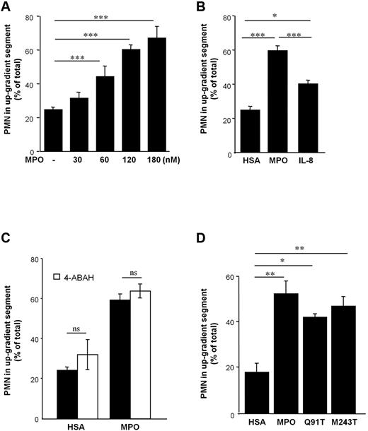Figure 1. MPO-dependent PMN motility in vitro. PMN motility was evaluated at the steepest gradient of a chemotactic factor or control in Ibidi microslides. (A) MPO provoked directed locomotion of PMN in a concentration-dependent manner (n = 4, one-way ANOVA; P < .0001). (B) Directed PMN motility after application of human serum albumin (HSA, n = 21), MPO (n = 34), and interleukin-8 (IL-8, n = 9) was investigated (one-way ANOVA; P < .0001). (C) Directed motility toward HSA or MPO was evaluated on preincubation with the MPO-inhibitor 4-amino-benzoic acid hydrazide (ABAH; white bars, n = 3-4). (D) MPO-variants Q91T (n = 4) and M243T (n = 9) devoid of catalytic activity also yielded increased directed PMN motility (one-way ANOVA P < .003). Number of independent experiments denoted by n; number of donors of PMN ≥ 3. Bars represent means; error bars, standard error of the mean (SEM). *P < .05, **P < .01, ***P < .001.