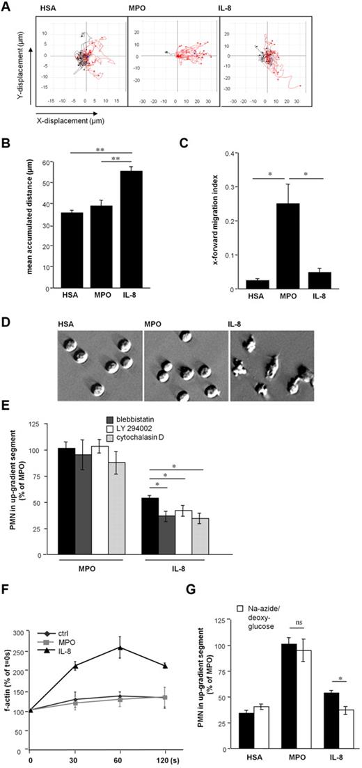 Figure 2. MPO-mediated PMN motility is highly directed and independent of cytoskeletal rearrangements. (A) Plots of PMN locomotion in microslides are depicted, red lines represent tracks of cells moving toward the up-gradient segment. Cell motility was followed under an Olympus CK2 inverted microscope with a mounted CCD camera (Retiga 1300, QImaging). Time-lapse microscopy was performed with iVision version 4.0 (Biovision) software and tracks created with ImageJ. (B) The mean accumulated distance of plotted tracks was calculated (n = 3-4 plots including 20 tracks, respectively, one-way ANOVA P < .002). (C) The x-forward–migration index (x-displacement × accumulated distance−1) of plotted tracks (n = 3-4 plots including 20 tracks) represents the extent of vectored PMN movement (one-way ANOVA P < .01). (D) PMN administered to microslides in HSA-, MPO-, and IL-8–gradients were visualized with relief contrast microscopy (magnification ×400, digital interference contrast (DIC) microscopy, Olympus CKX31). (E) Motility toward MPO or IL-8 after preincubation of PMN with blebbistatin (dark gray), LY294002 (white), or cytochalasin D (light gray) was tested (n = 3-4, one-way ANOVA P < .0001). (F) Intracellular f-actin content of PMN after exposure to HSA, MPO, or IL-8 for indicated times was assessed by flow cytometry (n = 3-4). (G) Chemotaxis experiments in microslides were performed after preincubation of PMN with sodium azide and 2-deoxyglucose (white bars) to deplete energy metabolism. (n = 3-6, one-way ANOVA P < .0001). In this case, n denotes number of independent experiments, number of donors of PMN ≥ 3. Bars represent means; error bars, SEM. *P < .05, **P < .01, ***P < .001.